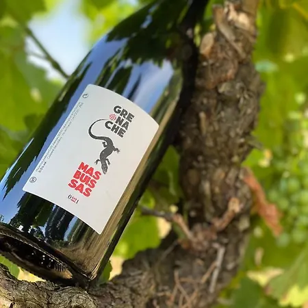 Mas Buissas 科尔尼永